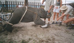 Addestramento elefantino per circo