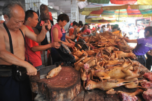 Macellazione di cani a Yulin