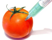 Gmo_Tomato__451868_cut
