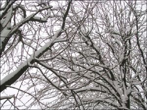 Intreccio di ramitrew