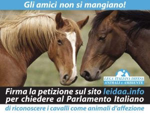 2-4_Img4-3__800x600px__CAVALLI_2-800x600